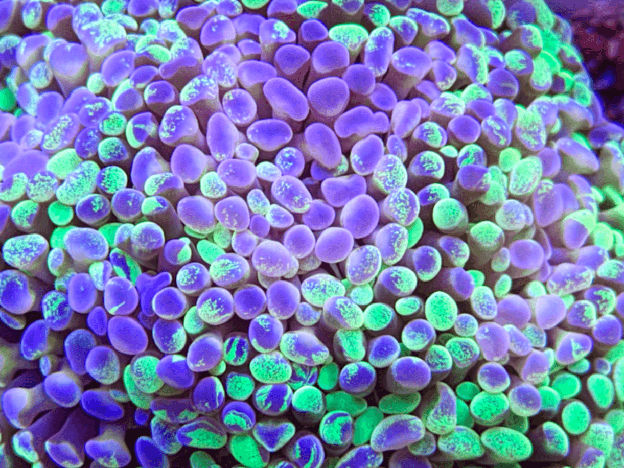 CF Bulba Micro Hamner