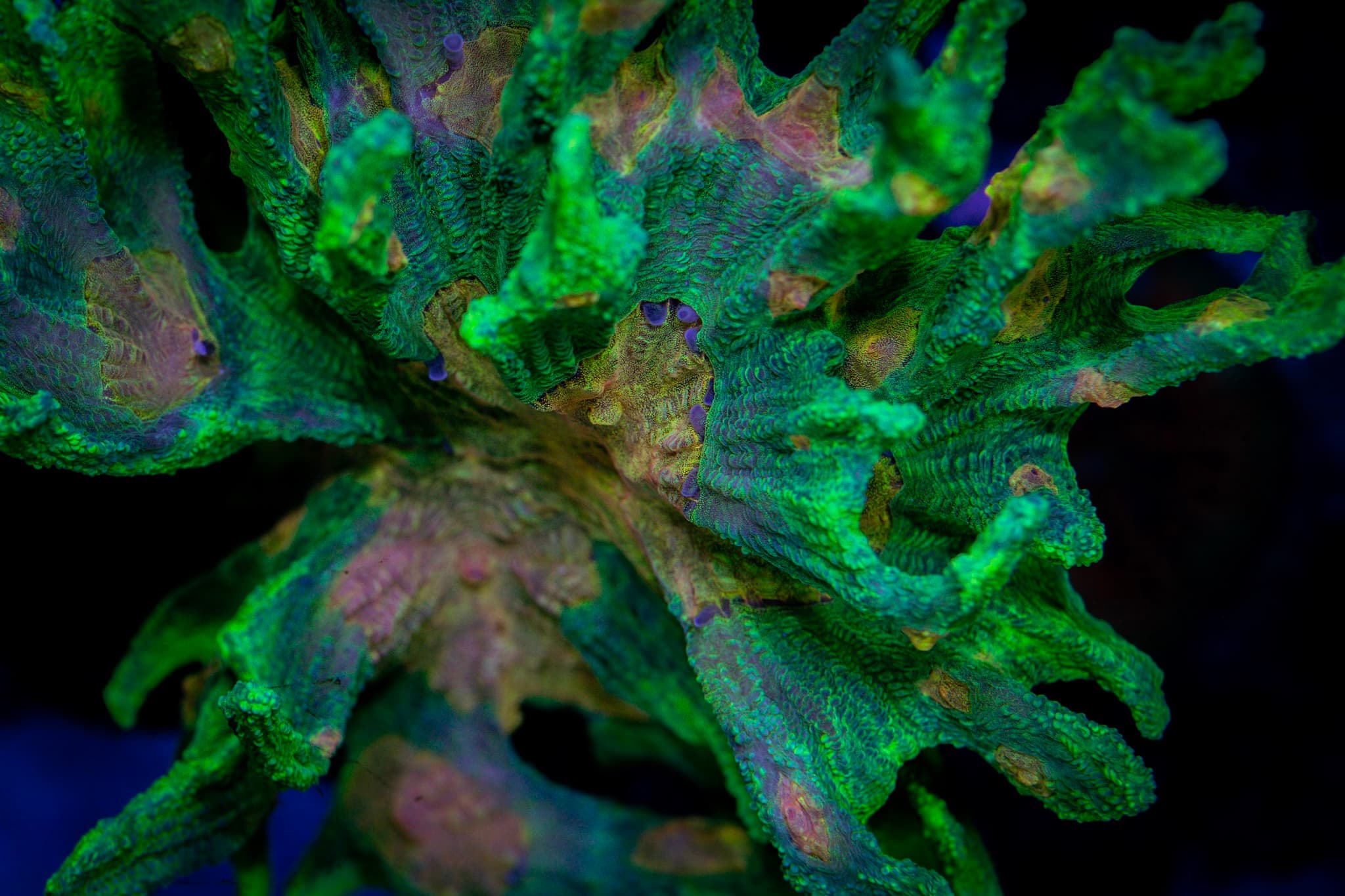 Space Invader Pectinia