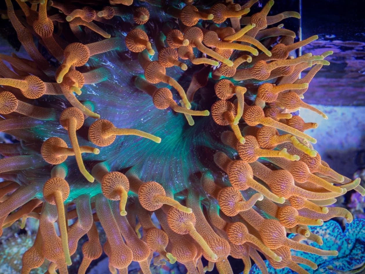 Colorado Sunburst Anemone