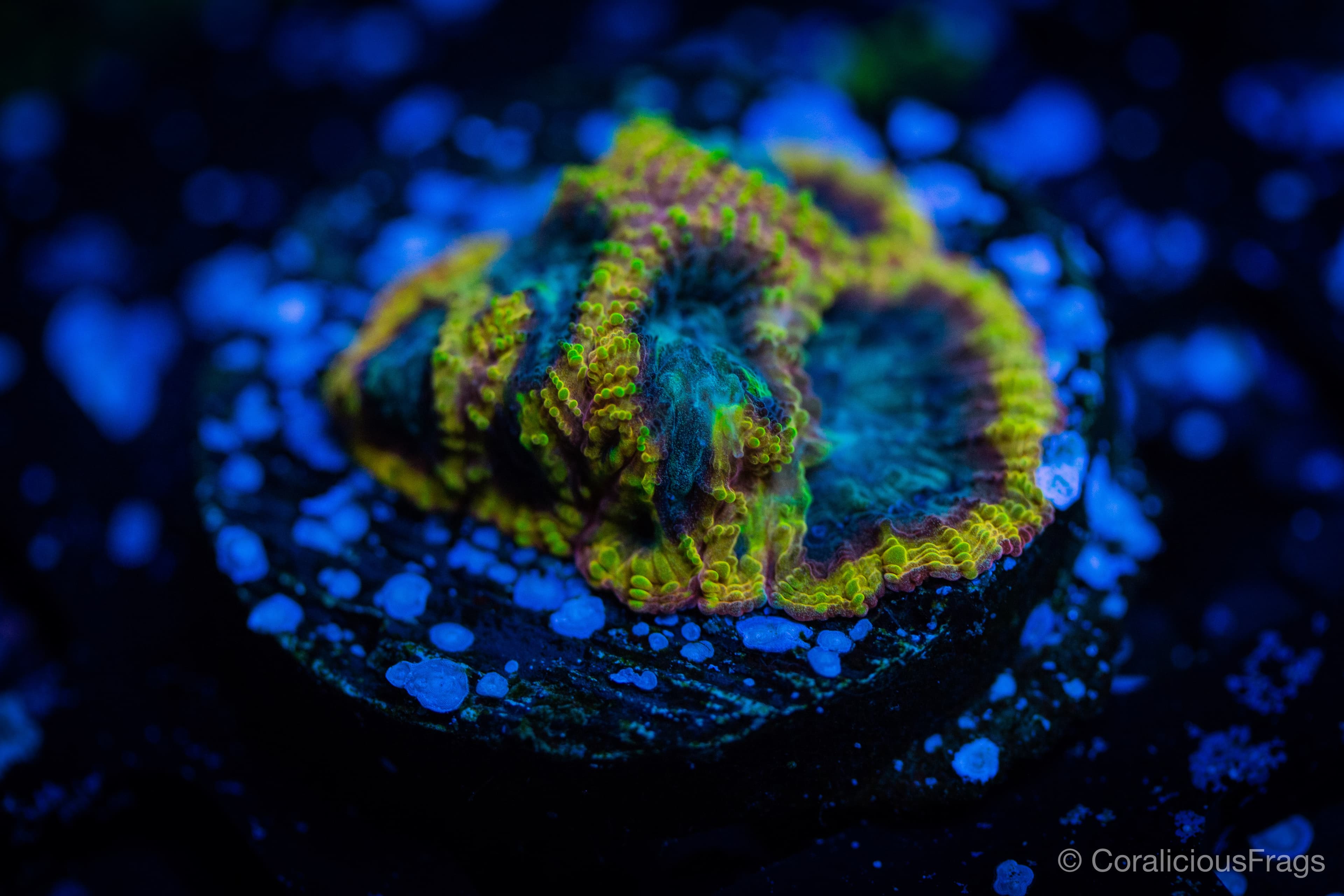 TGC Favia of the Gods