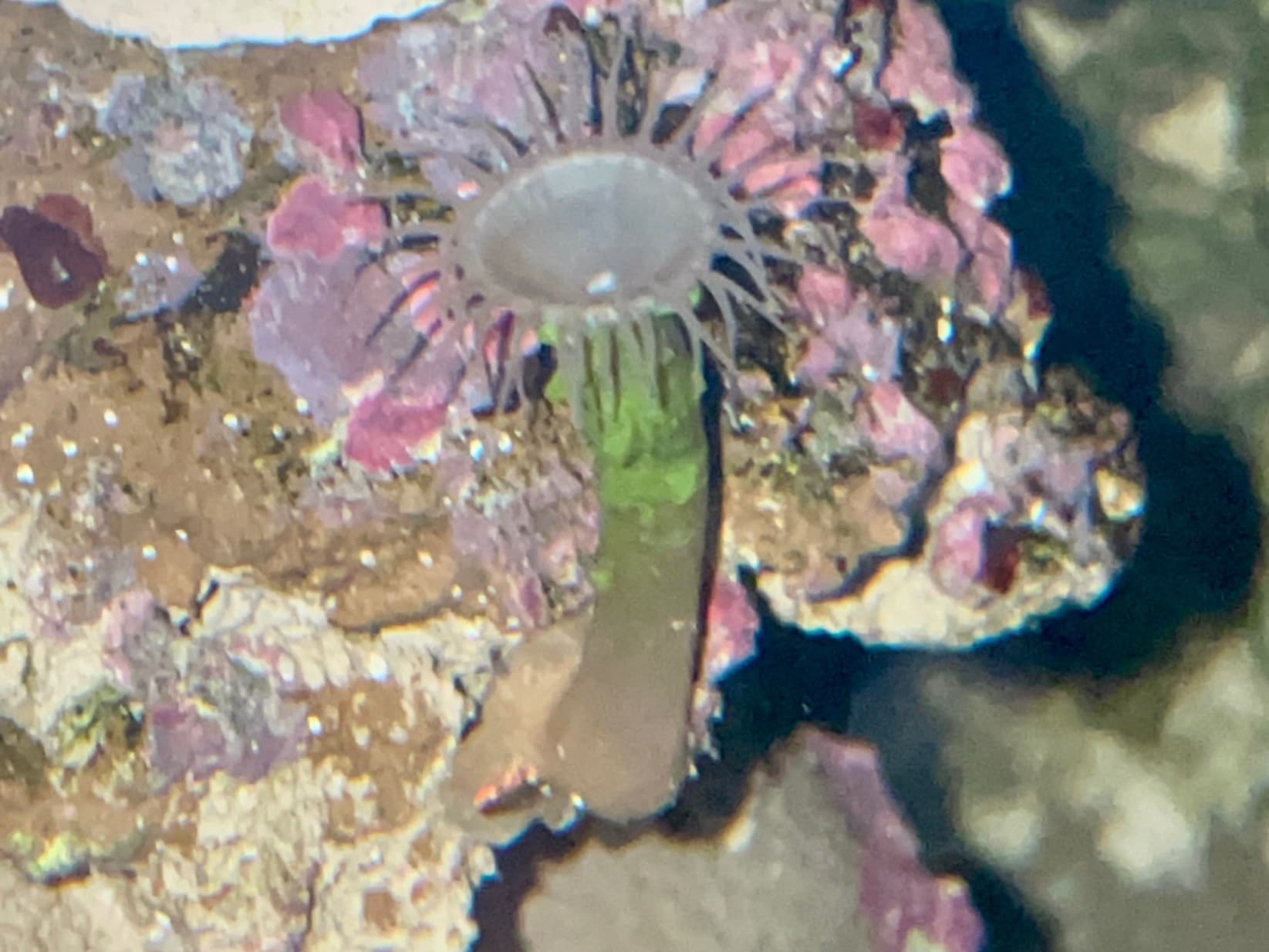 CF Big Guy Snake Polyp