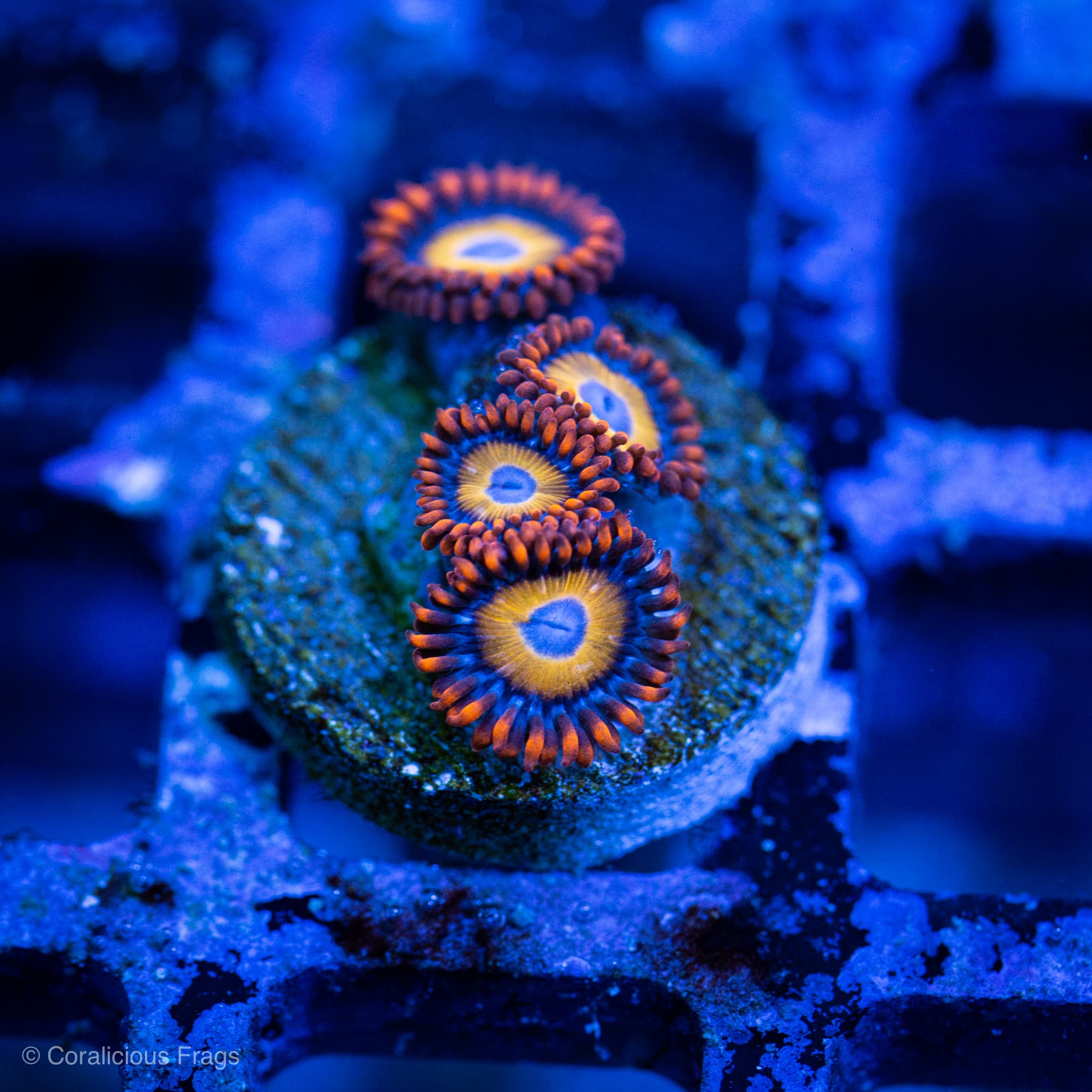 Blue Eye Blondie Zoa