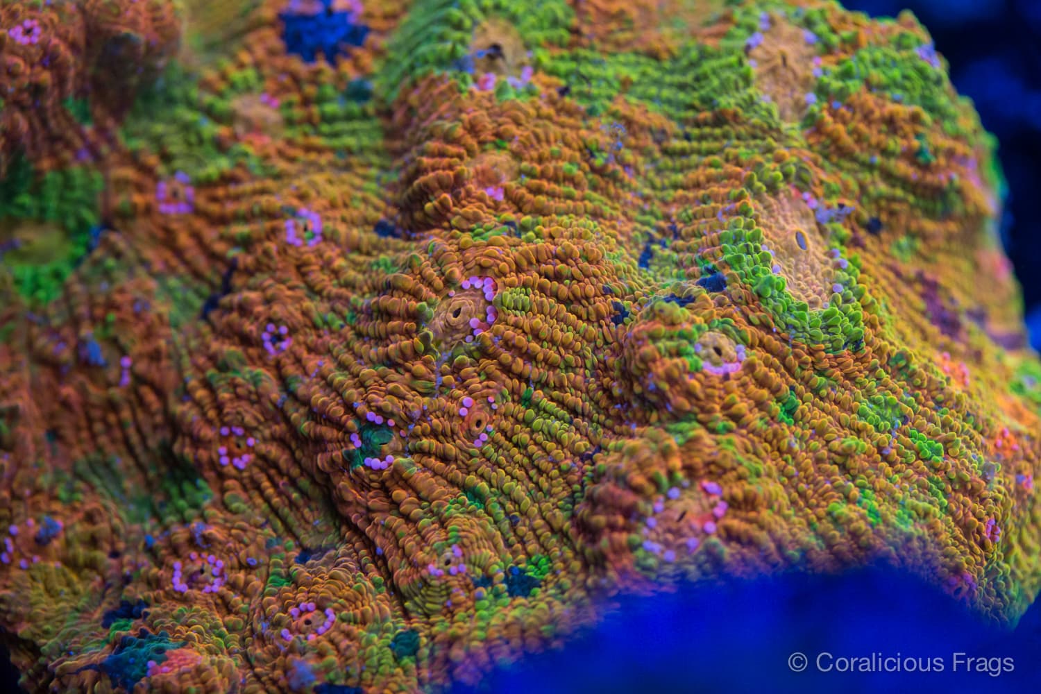 Crayola Meltdown Chalice