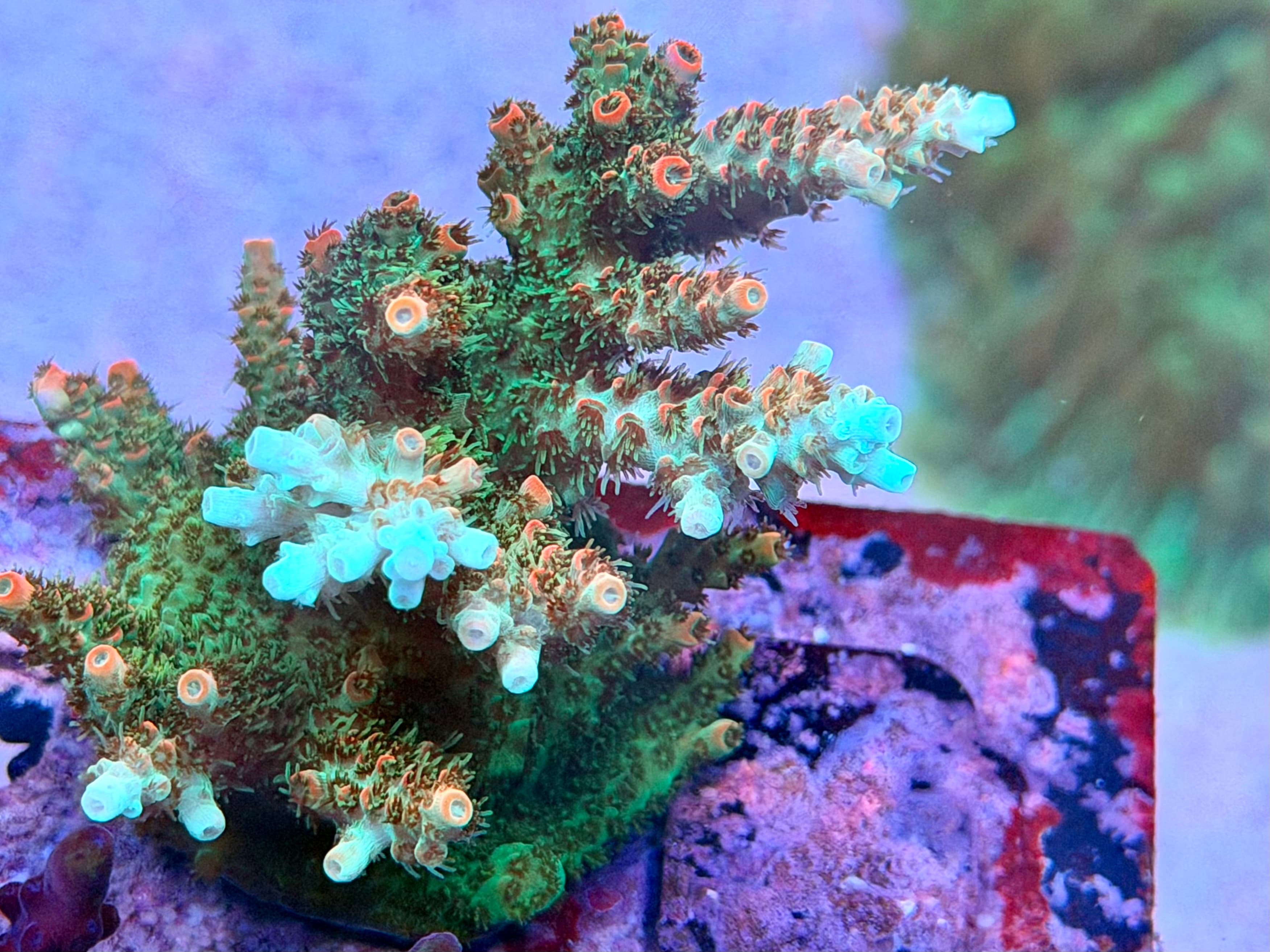 TSA Bill Murray Acro