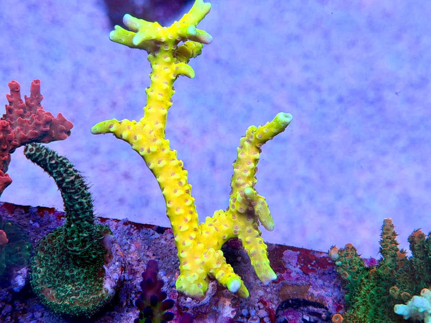 Golden Rod Anacropora