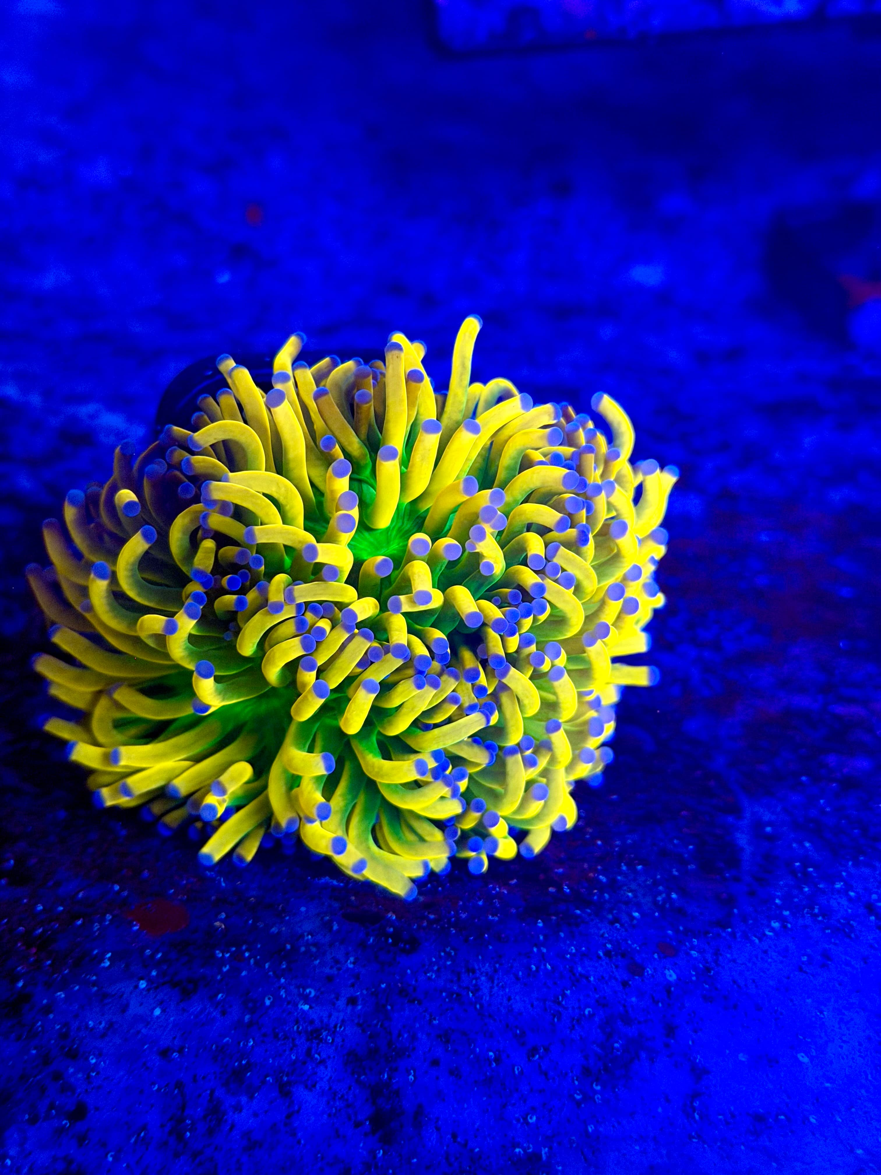 Ultimate Banana Torch