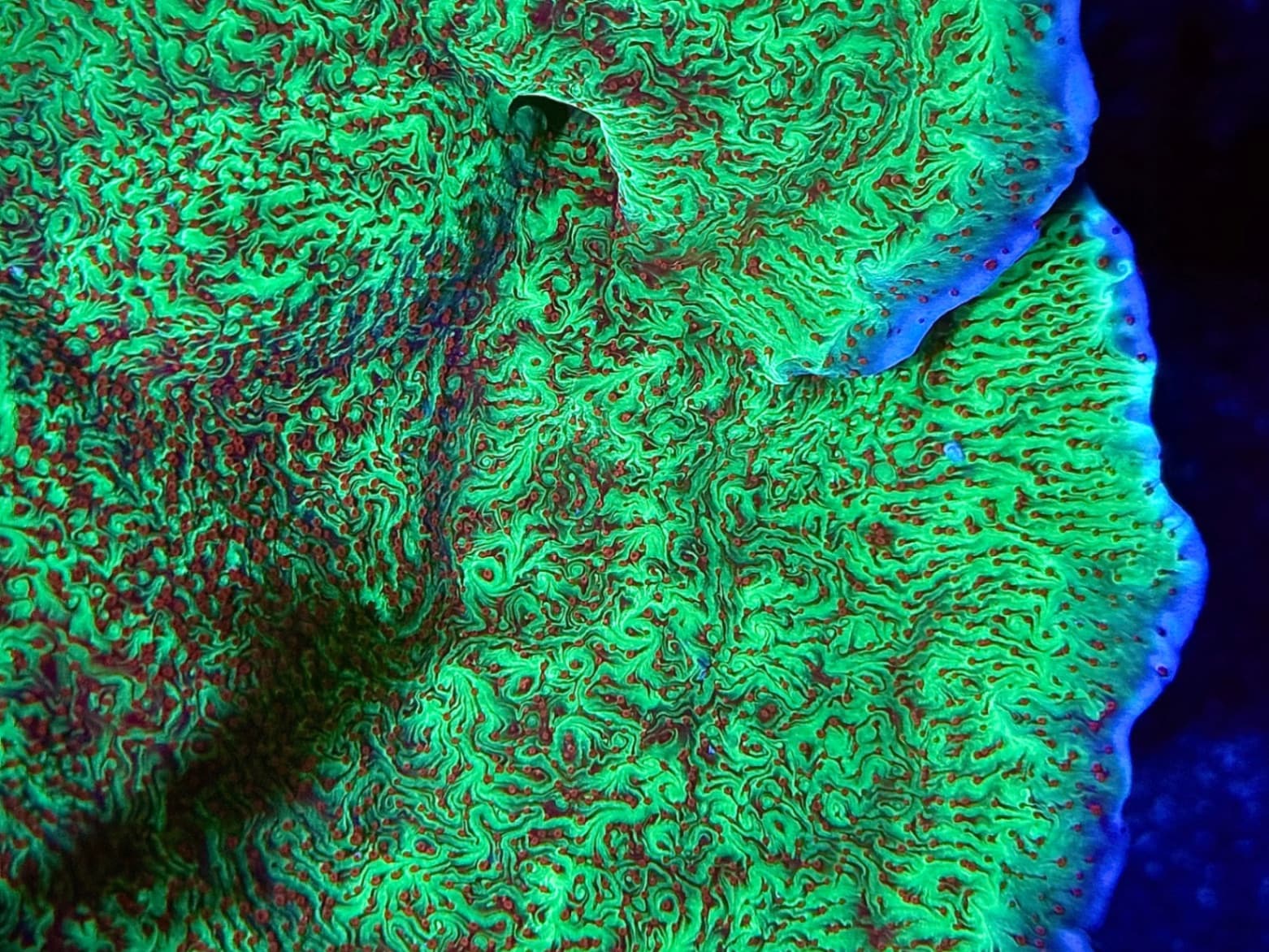 Jedi Mind Trick Montie