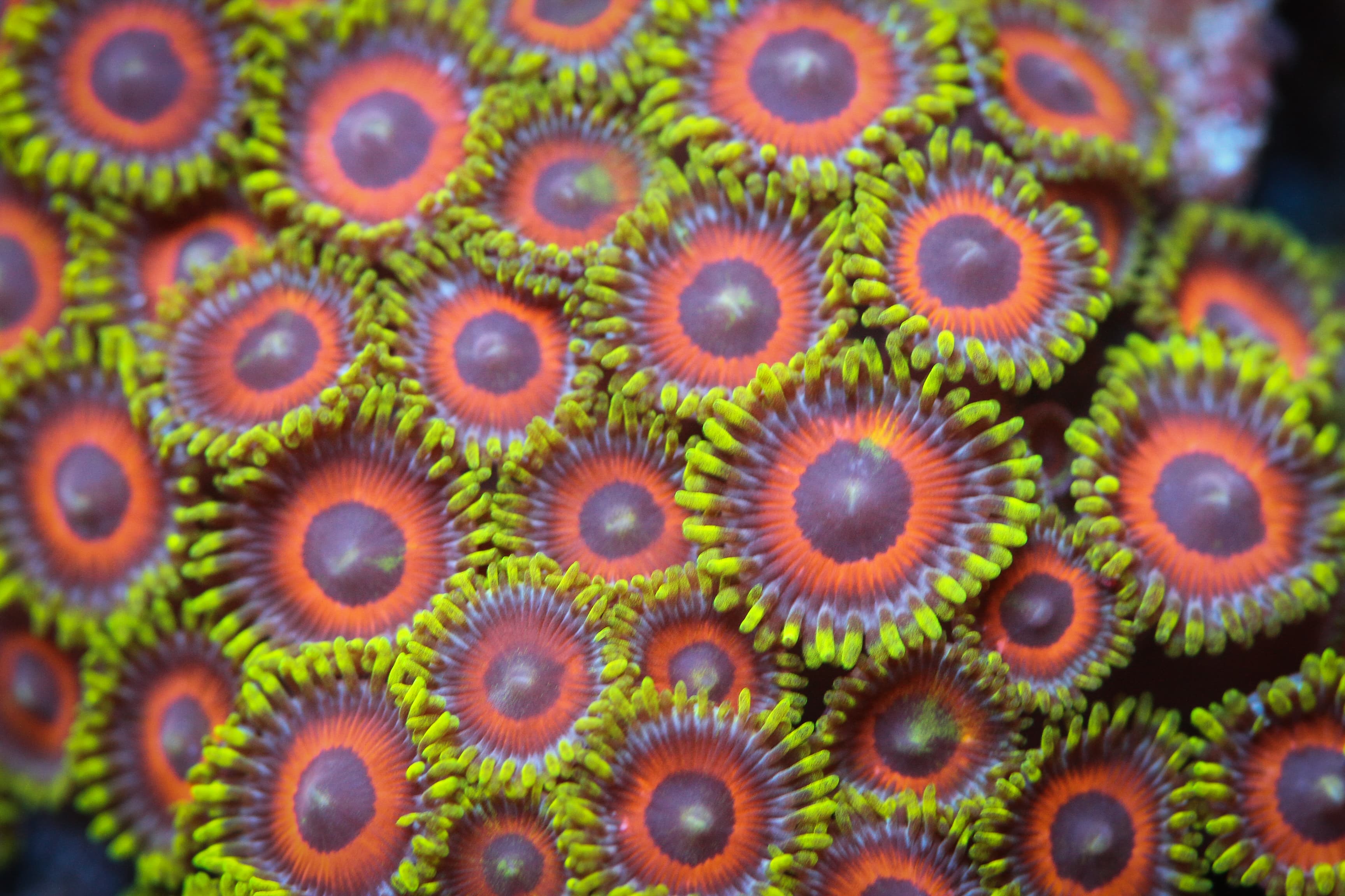 Watermelon Zoa
