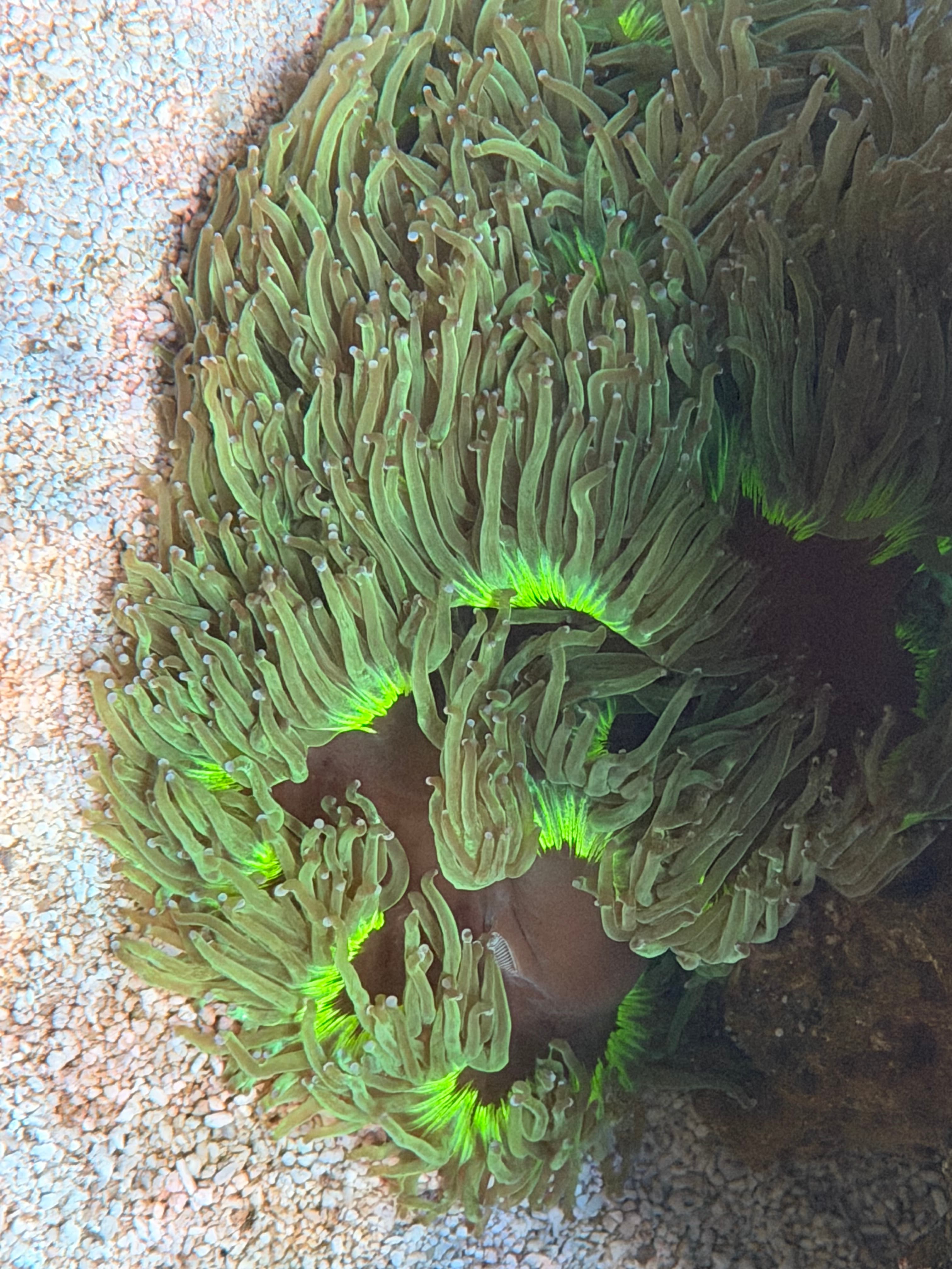 XL Highlighter Ring Elegance