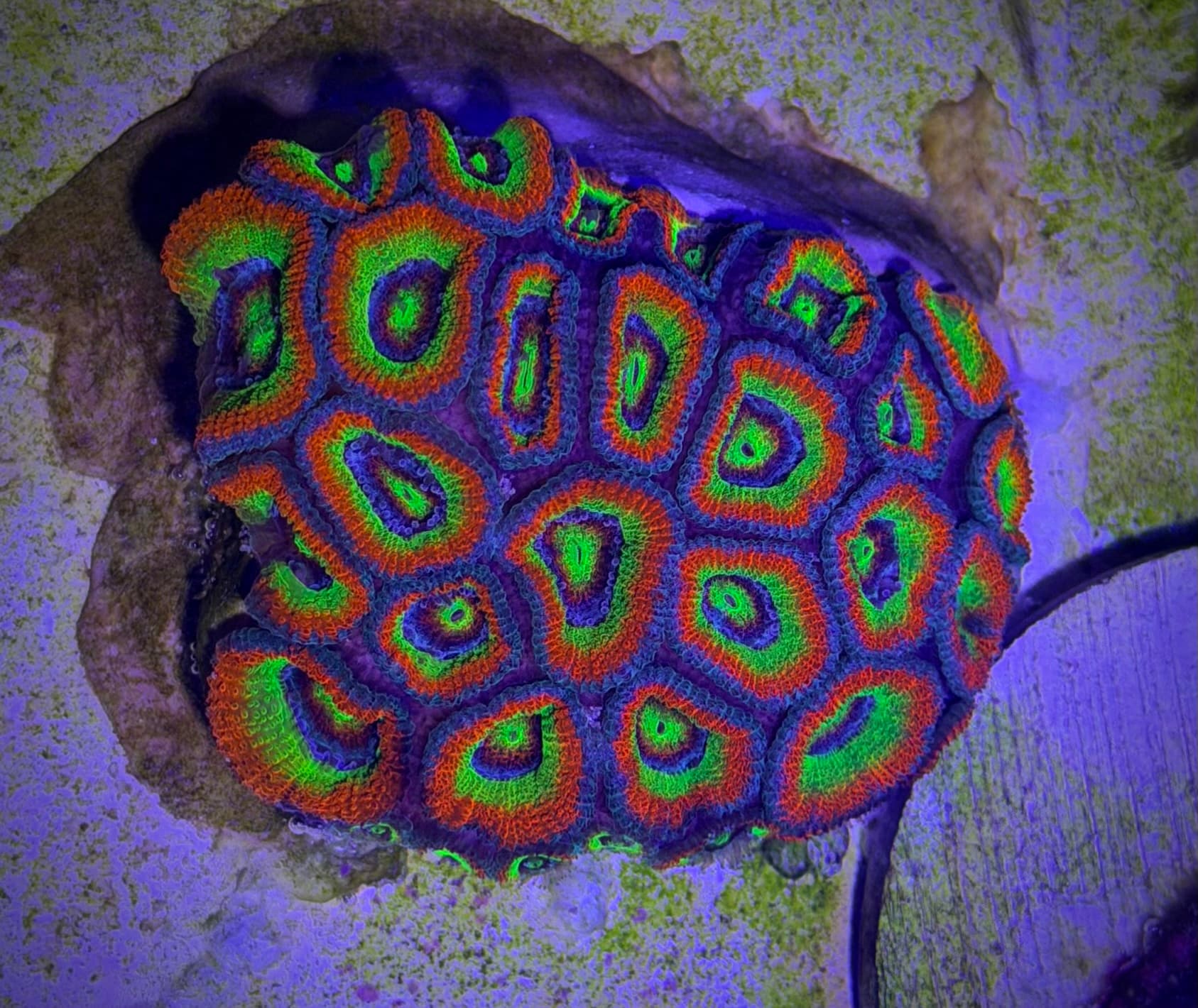 Holy Grail Micromusa 