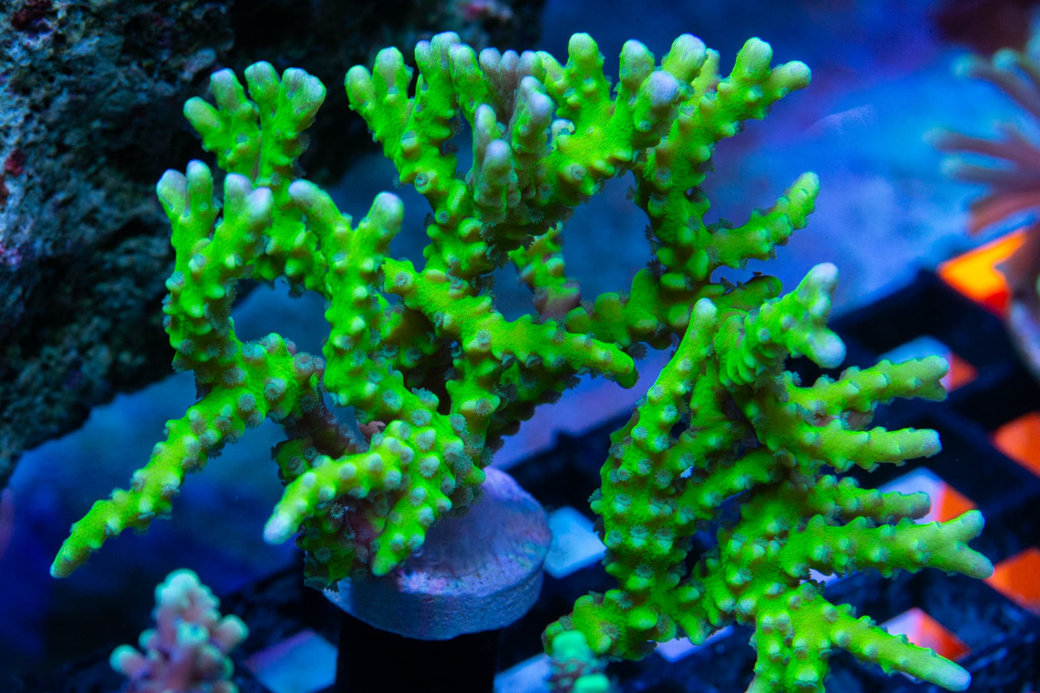 Green Goblin Anacropora
