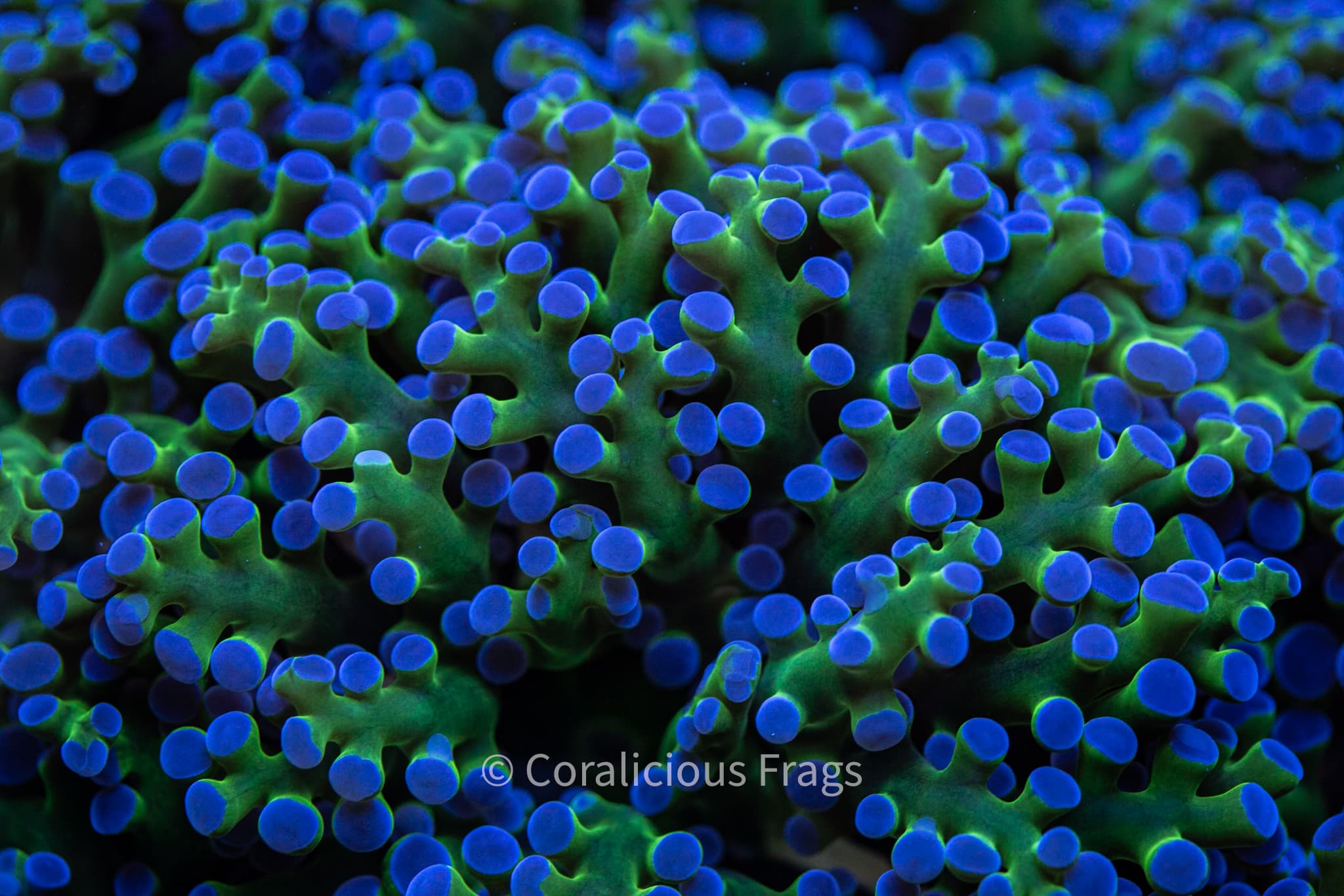 Frogspawn