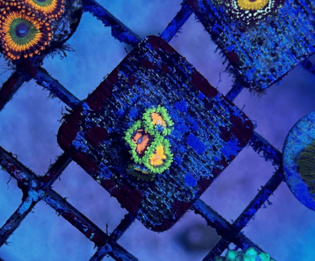 Marvin the Martians Zoa 