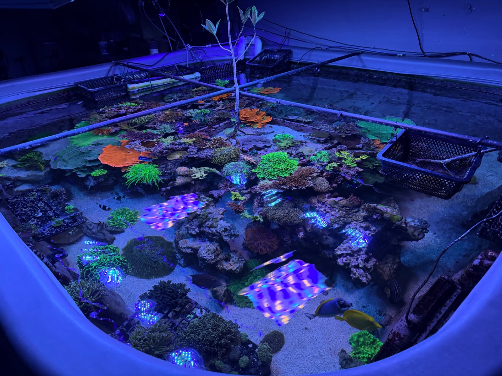 The Lake — Coralicious Frags display reef system